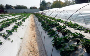 Агротекстиль: назначение материала